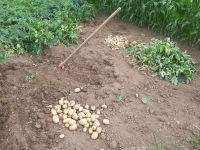 Légumes a l'ancienne de mon jardin sans pesticides